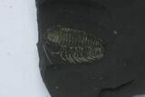 Pyritized Triarthrus Trilobite With Legs! - New York #26433-1